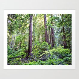 The Light Through the Woods Art Print
