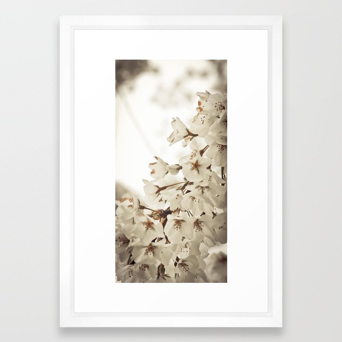 Cherry Blossom Framed Art Print