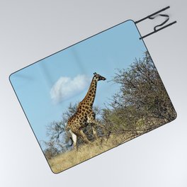 Giraffe Walking in the Wild, Kruger national park, South Africa  Picnic Blanket