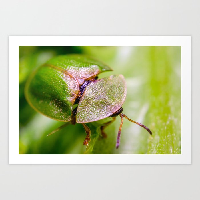 Green Tortoise Beetle Macro Photograph Art Print