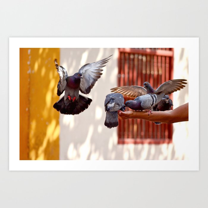 Urban Birds in City Square | Feeding Pigeons in Cartagena de Indias | Street Photography in Colombia Art Print