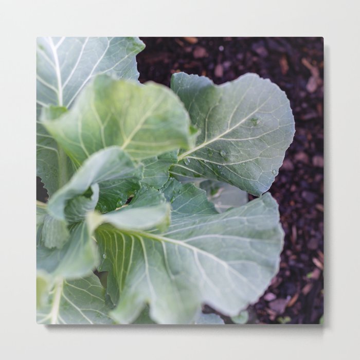 Cabbage Patch Metal Print