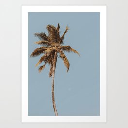 a palm tree iv Art Print