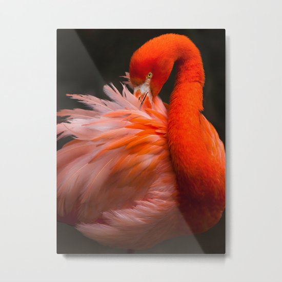 Flamingo Fluff Metal Print