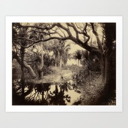 Live Oaks And Palmetto Everglades Florida 1886 - Vintage Photo By George Barker Art Print