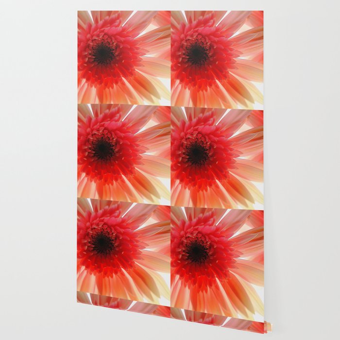 Pink Daisy Wallpaper By Bloomingvinedesign Society6