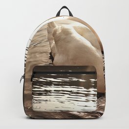 Swan in the evening light Backpack
