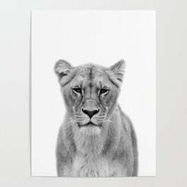 Lioness Poster