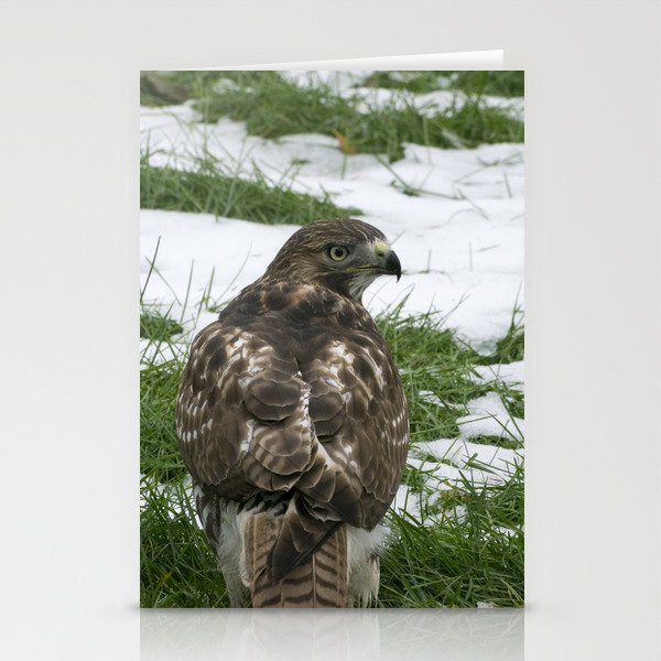 Hawks Winter Glance Stationery Cards