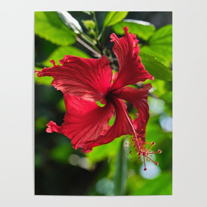 Tropical Plant, Hibiscus Flower Poster