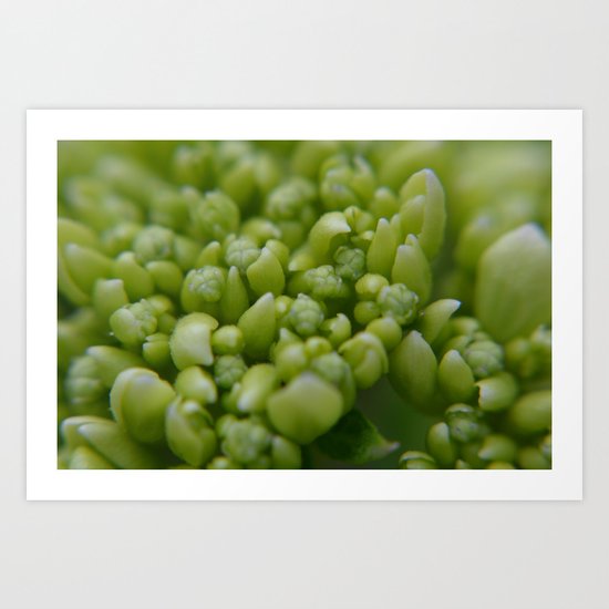 hydrangea buds Art Print