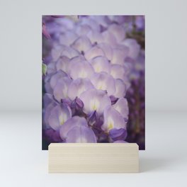 Pale Mauve And Purple Wisteria Flowers In Close Up Mini Art Print