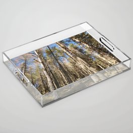 Scottish Pine Forest in the Spring Sunlight Acrylic Tray