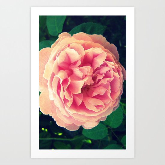 Rose Art Print
