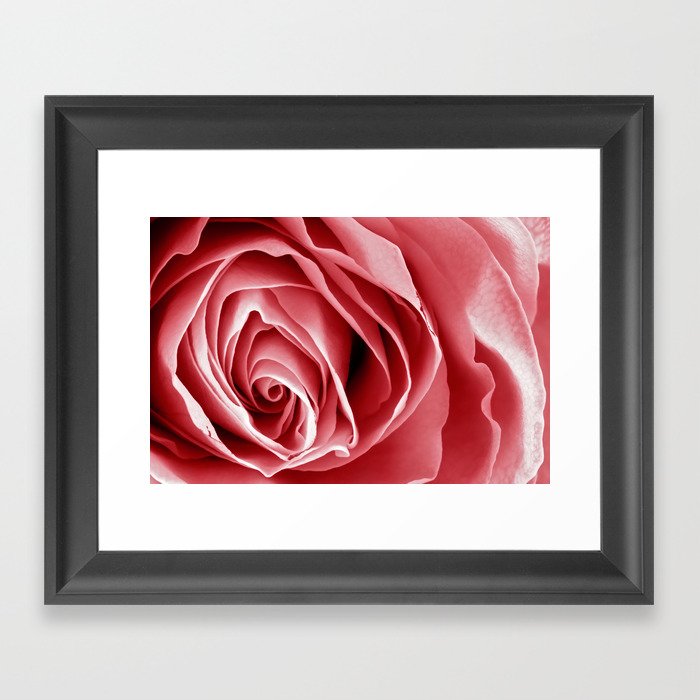 Pink Rose Macro Framed Art Print