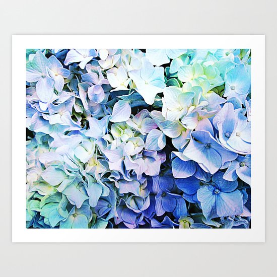Soft Tri-Color Pastel Hydrangea Art Print