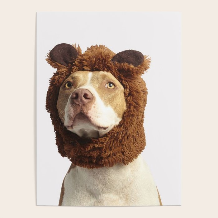 Pitbull dog hats outlet