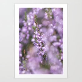 Floral pink purple heather flowers - heath plant nature photography Art Print