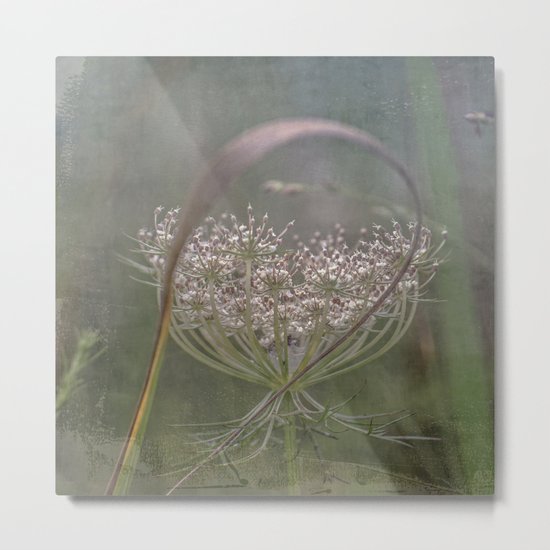 Queen Anne's Lace Botanical Series 5-9 #9 Metal Print