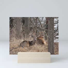 White-Tailed Deer Mini Art Print