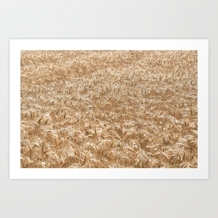 Natural pattern wheat field-- Abstract of soft golden wheat in Normandy, France Art Print