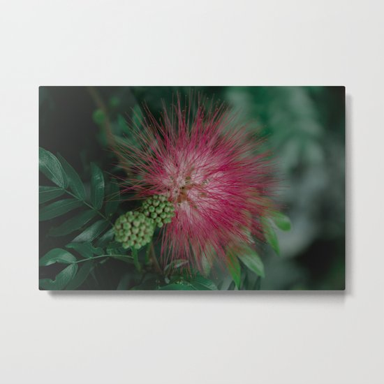 Calliandra. Flower. Metal Print