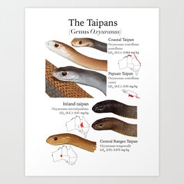 Taipans Art Print
