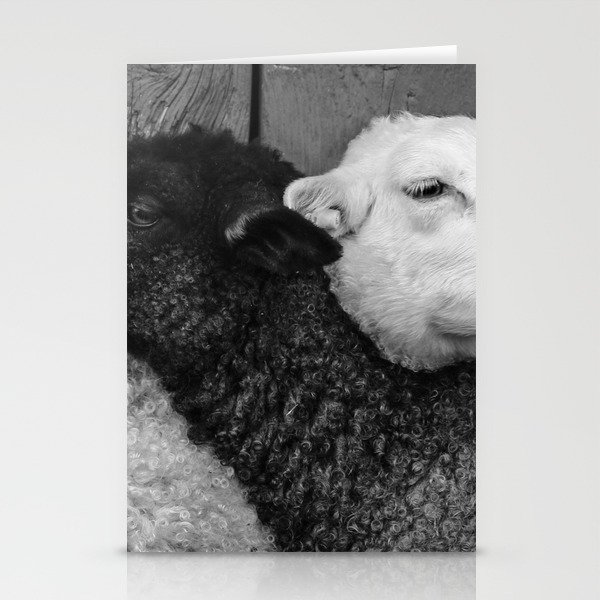 Kindred spirits ... black and white lamb friend's beautiful animal portrait photograph - photography - photographs Stationery Cards