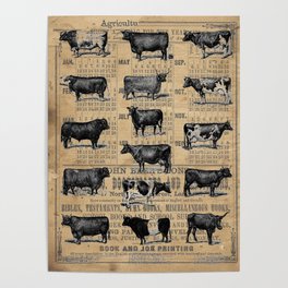 Vintage 1896 Cows Study on Antique Lancaster County Almanac Poster