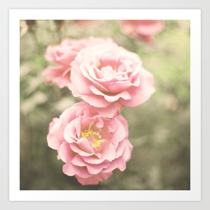 Haze Roses Retro And Vintage Flower Photography Art Print Haze Roses Retro And Vintage Flower Photography Art Print
