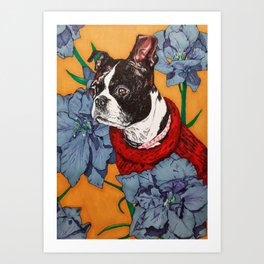 Boston Terrier with Blue Flowers Art Print