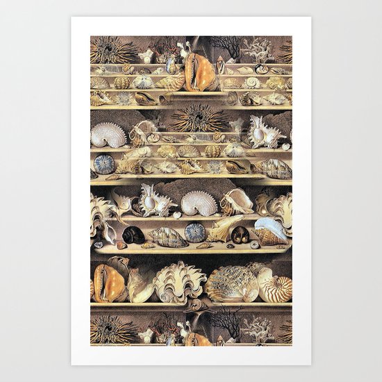 Vintage Shell Collection Art Print