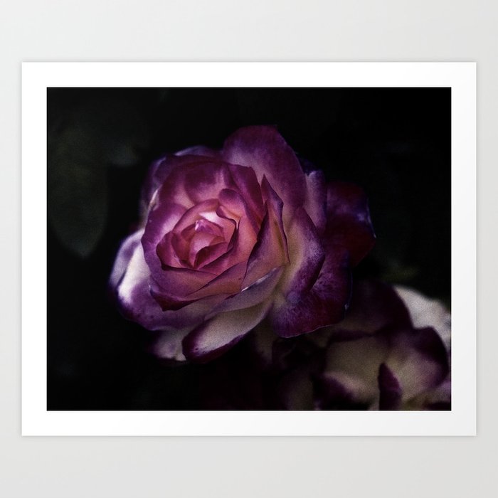 Rose Garden V Art Print
