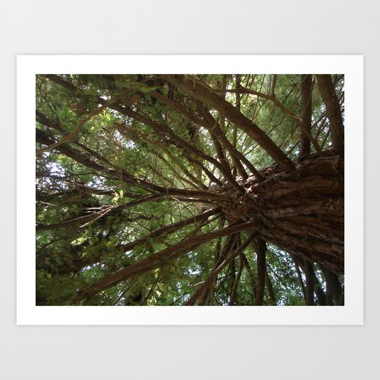Redwood Art Print