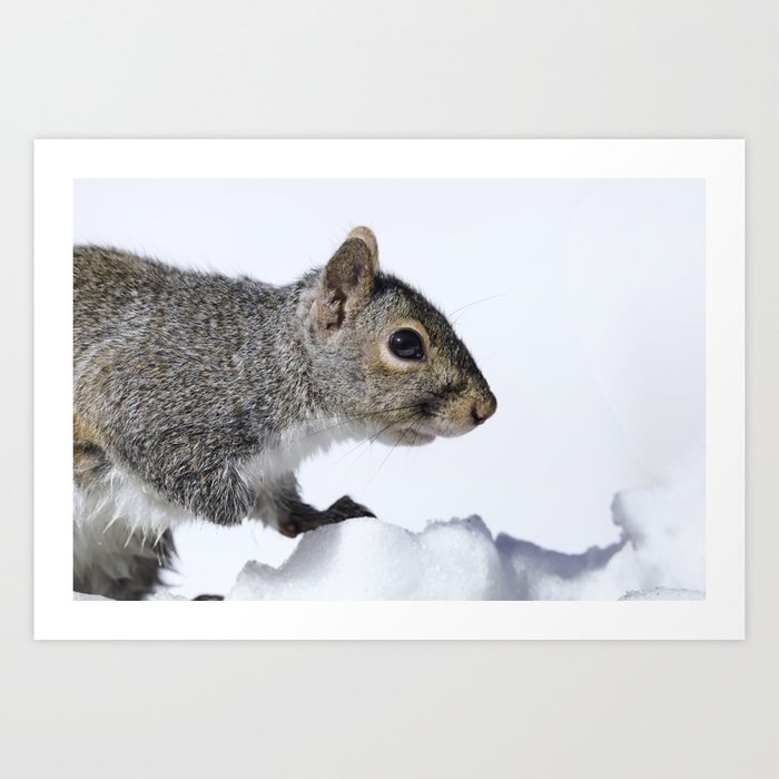 Snow Squirrel Art Print