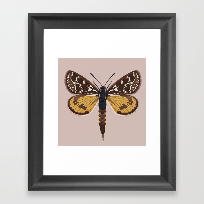 Golden Sun Moth Framed Art Print