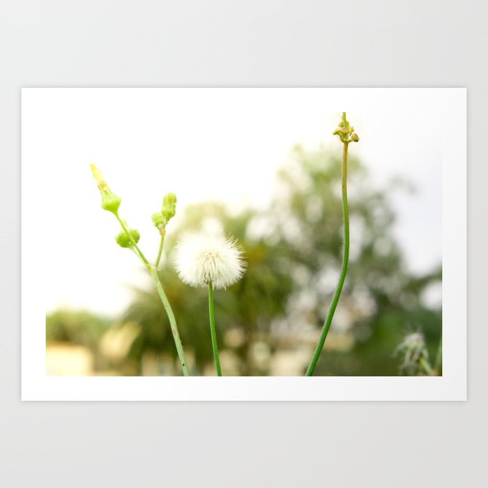 Nature photography dandelion I Art Print