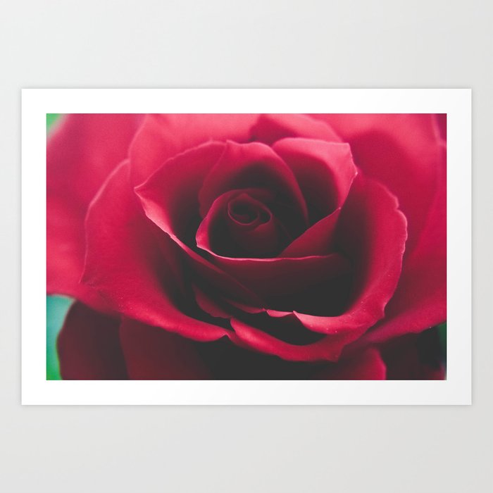 Close up red rose  Art Print