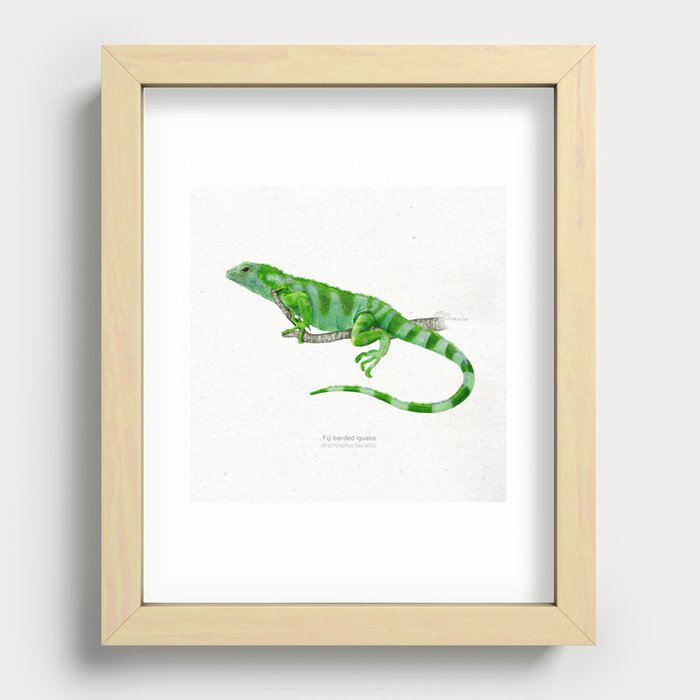 Fiji banded iguana scientific illustration art print Recessed Framed Print