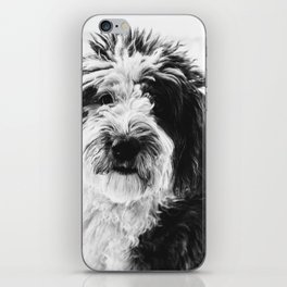 black and white photo of sheepadoodle iPhone Skin