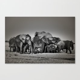 Elephant Herd Circling II Canvas Print
