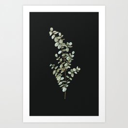 Baby Blue Eucalyptus Watercolor Painting on Charcoal Art Print