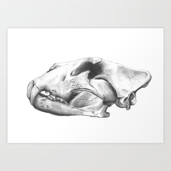 Jaguar Skull Art Print