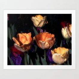 Sparkling Tulips V Art Print