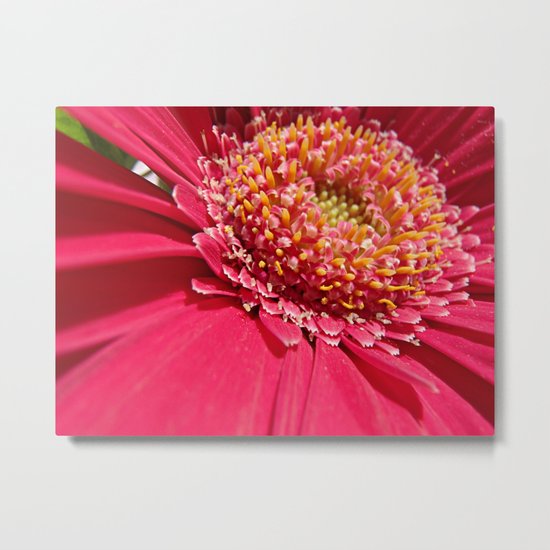 Pink Metal Print