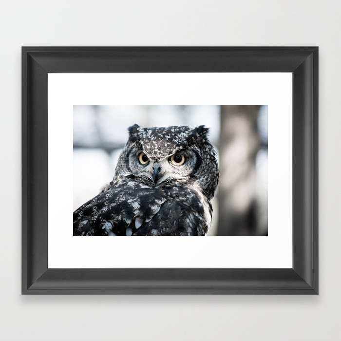 Spotted Eagle-Owl Framed Art Print