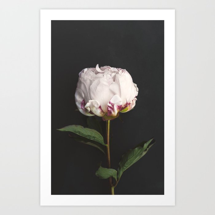 Peony - simply perfect Art Print by Peggie Prints | Society6