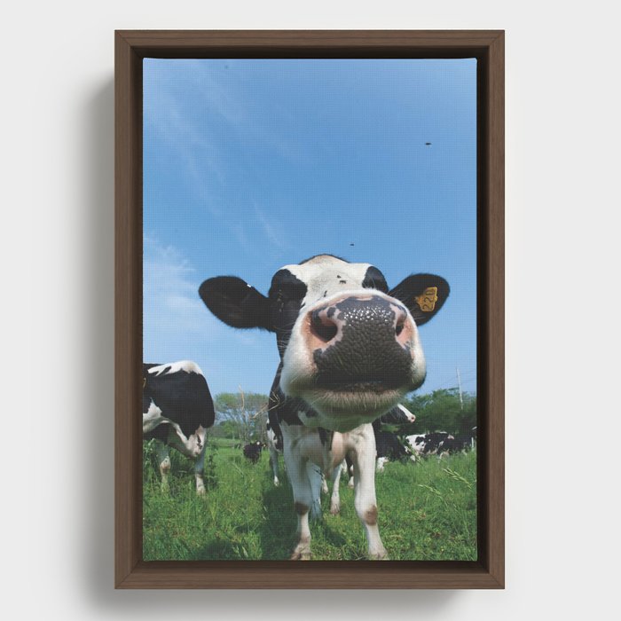 Cows in Jamestown Framed Canvas