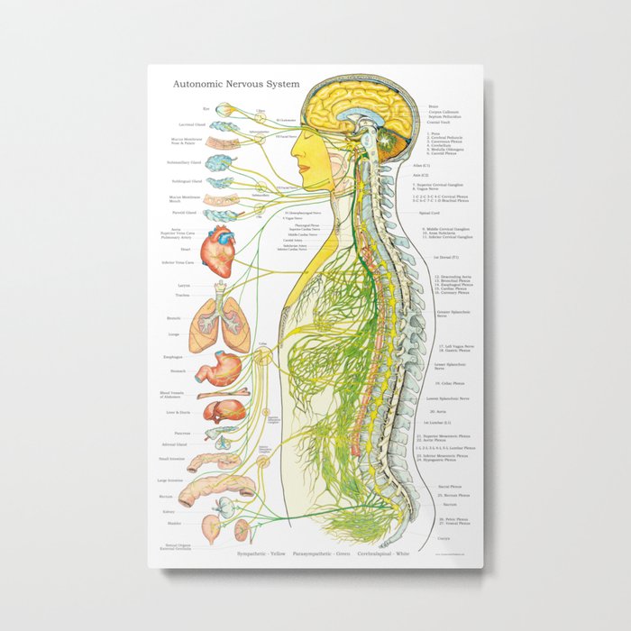 Autonomic Nervous System Poster Chiropractic Medical Chart Metal Print