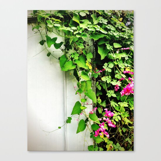 Vines on a Shed Canvas Print